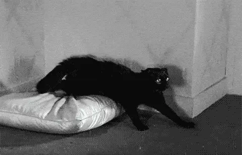 Black Cat Gif